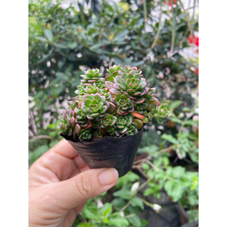 Sedum hoa hồng