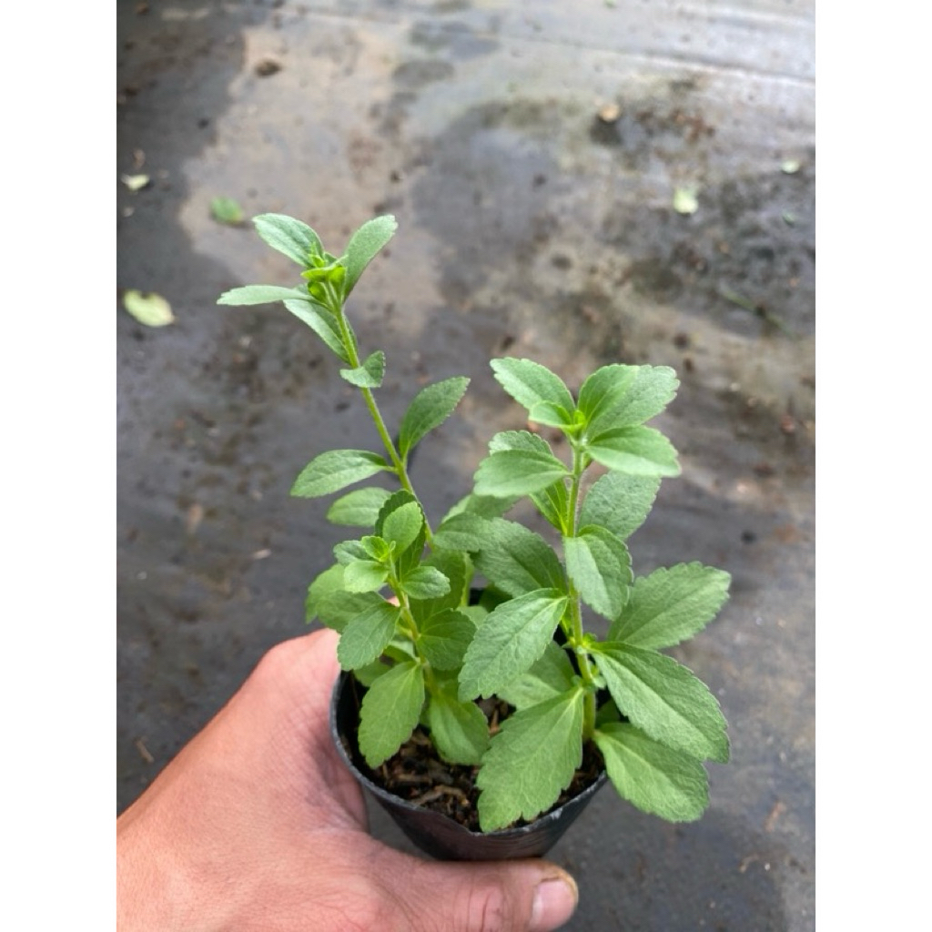 COMBO Cây giống cỏ ngọt stevia - Cỏ ngọt ươm bầu ổn định - Cây Dược liệu - Sử dụng thay đường - Tốt cho sức khoẻ