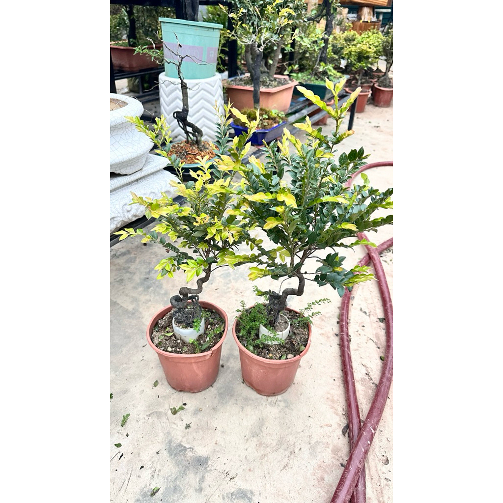 cây tùng đen phong thủy, trà xương đen