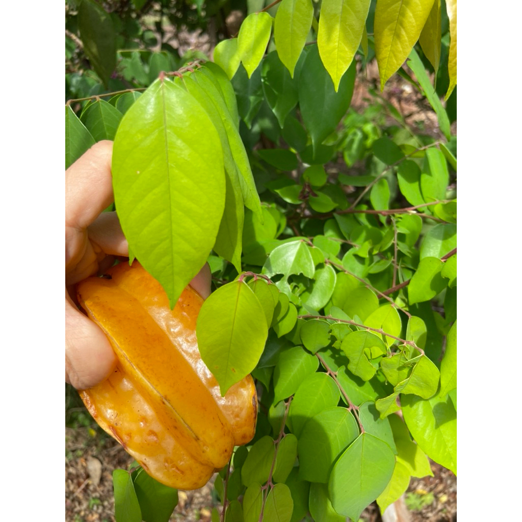 LÁ KHẾ Tươi Sạch – Lá Khế Tự Nhiên trong vườn nhà, Nấu Nước / Xông / Ngâm Chân, có đơn mới hái