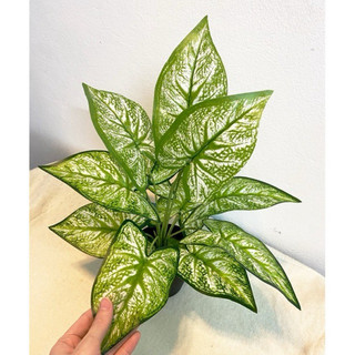 cây lá môn viền xanh - 30/40cm