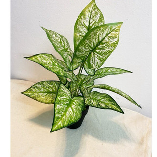 cây lá môn viền xanh - 30/40cm