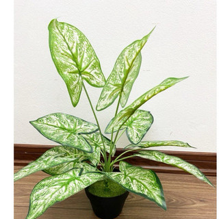 cây lá môn viền xanh - 30/40cm