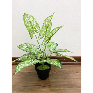 cây lá môn viền xanh - 30/40cm