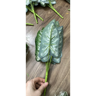 cây lá môn viền xanh - 30/40cm