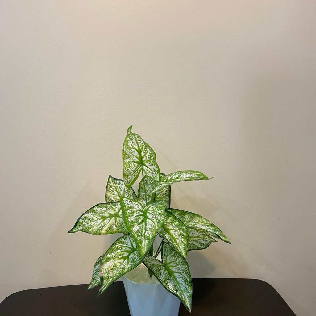 cây lá môn viền xanh - 30/40cm