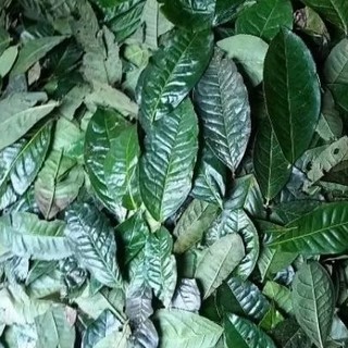 Trà bancha lá và thân ( Trà già 3 năm) 300g