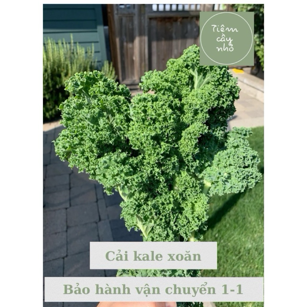 Combo 5 Chậu Cây Cải Kale xanh, tím xoăn , Kale tím, Kale khủng long - Kale Mỹ - Giàu dinh dưỡng - Ă