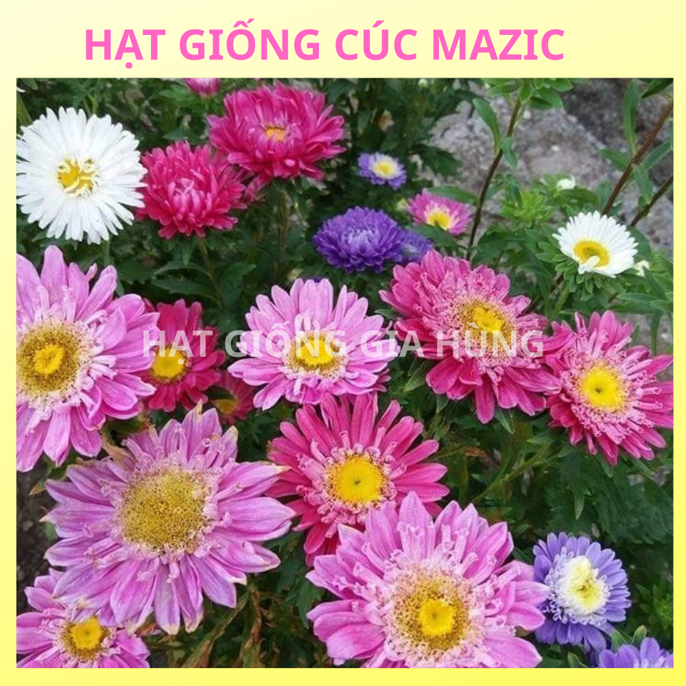 🌼 GÓI 5G HẠT GIỐNG CÚC MAZIC 🌼KHOẢNG 1000 HẠT