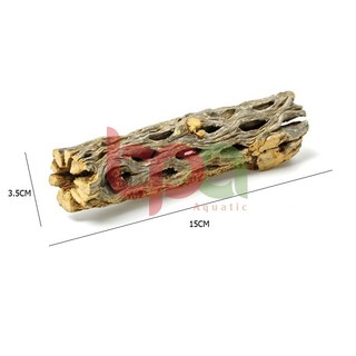 CHOLLA WOOD BABY LŨA CHOLLA HÀNG TUYỂN | ĐỒ CHƠI TÉP KIỂNG DÁN RÁY BUCEP RÊU