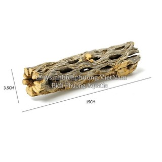 LŨA XƯƠNG RỒNG - CHOLLA CATUS ĐỒ CHƠI TÉP KIỂNG DÁN RÁY BUCEP RÊU DƯƠNG XỈ