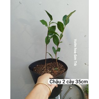 (VHST giao trong ngày) CÂY TRÀ XANH.