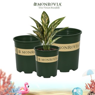 Chậu nhựa trồng cây MONROVIA size LỚN cho hoa hồng, cây cảnh mini, trồng rau, để bàn, ban công, vườn
