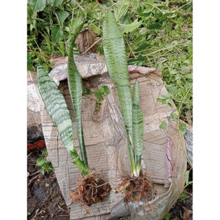 Lưỡi hổ xanh (gửi cây rễ trần)