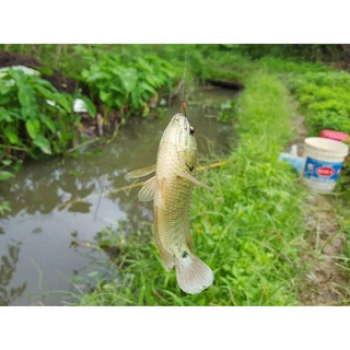 Mồi câu cá rô đồng(cám tộc)
