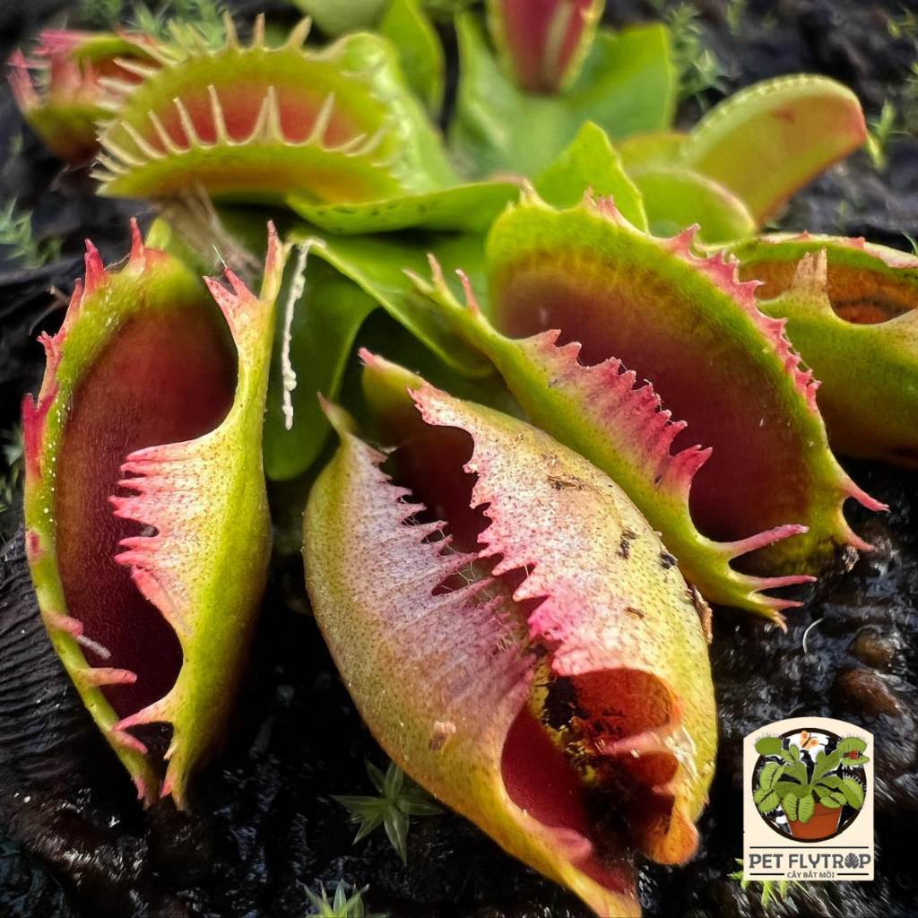 Trang Trí Vườn Bẫy Kẹp Fuzzy Tooth Dionae muscipula 'Fuzzy Tooth' | PETFLYTRAP