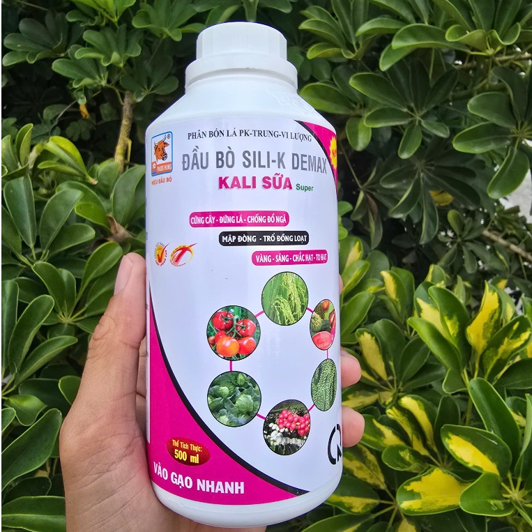 KALI SỮA Đầu Bò Phước Hưng, chai 500ml, sày 1hecta, vô gạo nhanh, nặng kí, sáng hạt, dưỡng xanh lá.