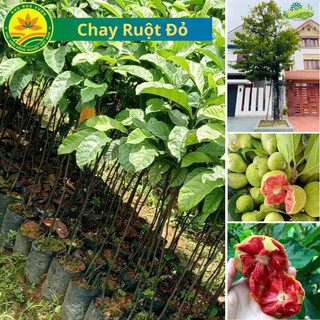 Cây giống chay ruột đỏ, trồng vừa làm cảnh vừa có quả ăn