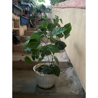 Lan Hoàng dương ( cây trong bầu đen )