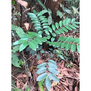 Mật nhân rừng( cây bách bệnh)