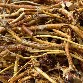 1kg Rễ Hoàng Kỳ Nam Tươi (Cây Vú Bò) - Hàng Rừng Già, Bổ Khí, Mạnh Gân Cốt