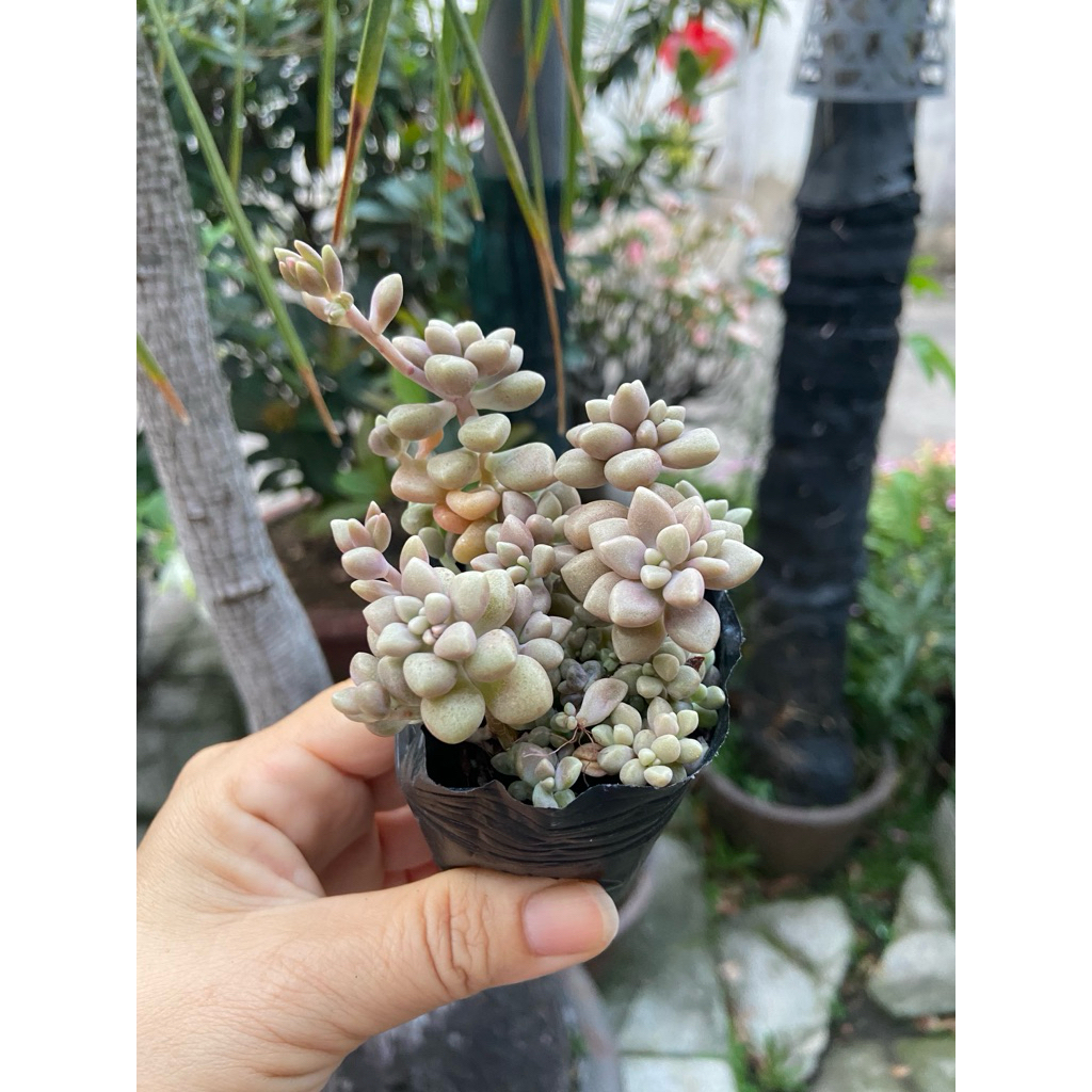 sen đá số 3