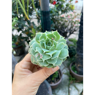 Sen đá bắp cải xanh