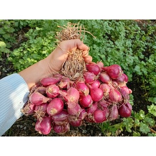 Củ hành tím khô ÔNG THẮNG - 500g