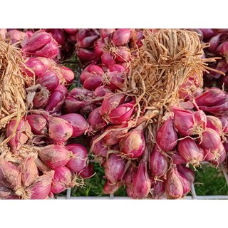 Củ hành tím khô ÔNG THẮNG - 500g