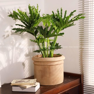 Trầu Bà Thanh Xuân |  Philodendron SelloumSplit (hỏa tốc)