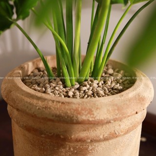Trầu Bà Thanh Xuân |  Philodendron SelloumSplit (hỏa tốc)