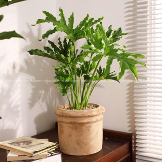 Trầu Bà Thanh Xuân |  Philodendron SelloumSplit (hỏa tốc)