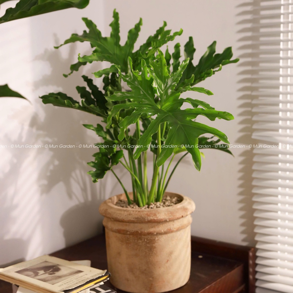 Trầu Bà Thanh Xuân |  Philodendron SelloumSplit (hỏa tốc)