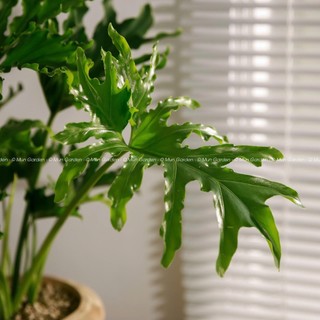 Trầu Bà Thanh Xuân |  Philodendron SelloumSplit (hỏa tốc)