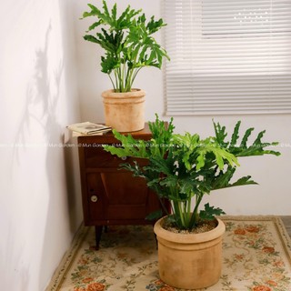 Trầu Bà Thanh Xuân |  Philodendron SelloumSplit (hỏa tốc)