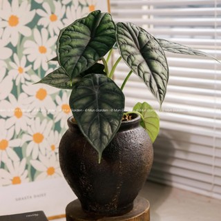 Alocasia Dragon Scale | Môn Rồng Xanh (hỏa tốc)