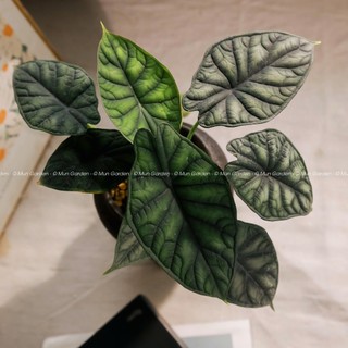 Alocasia Dragon Scale | Môn Rồng Xanh (hỏa tốc)