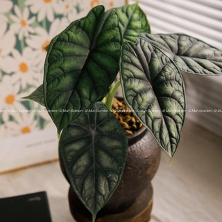 Alocasia Dragon Scale | Môn Rồng Xanh (hỏa tốc)