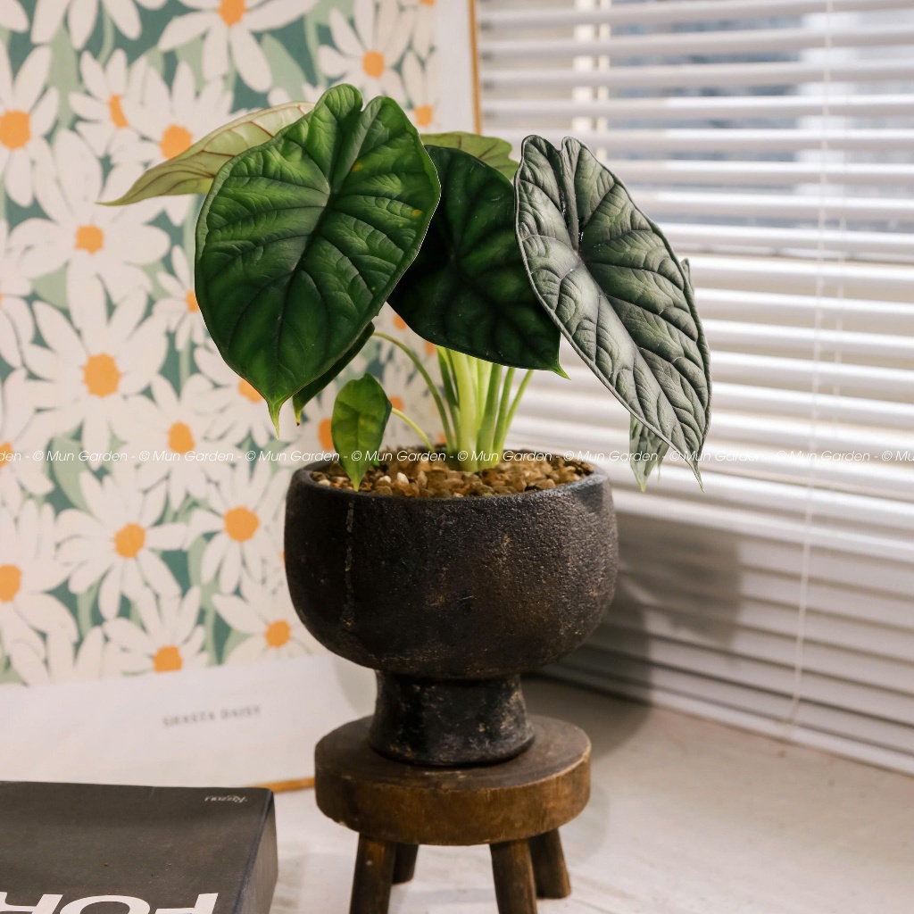 Alocasia Dragon Scale | Môn Rồng Xanh (hỏa tốc)