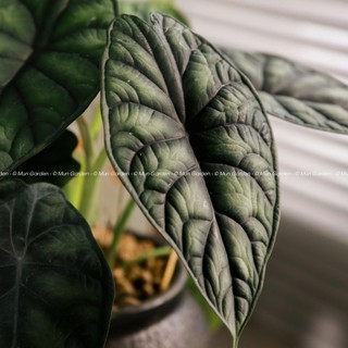 Alocasia Dragon Scale | Môn Rồng Xanh (hỏa tốc)