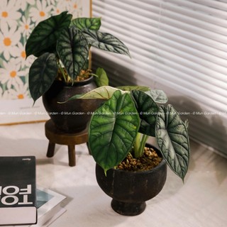 Alocasia Dragon Scale | Môn Rồng Xanh (hỏa tốc)