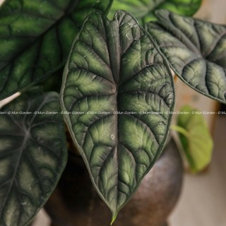 Alocasia Dragon Scale | Môn Rồng Xanh (hỏa tốc)