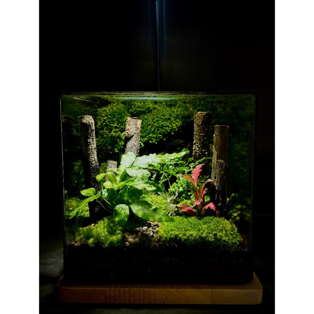 Bể Terrarium Nai trong rừng (kèm đèn gỗ và túi quà)