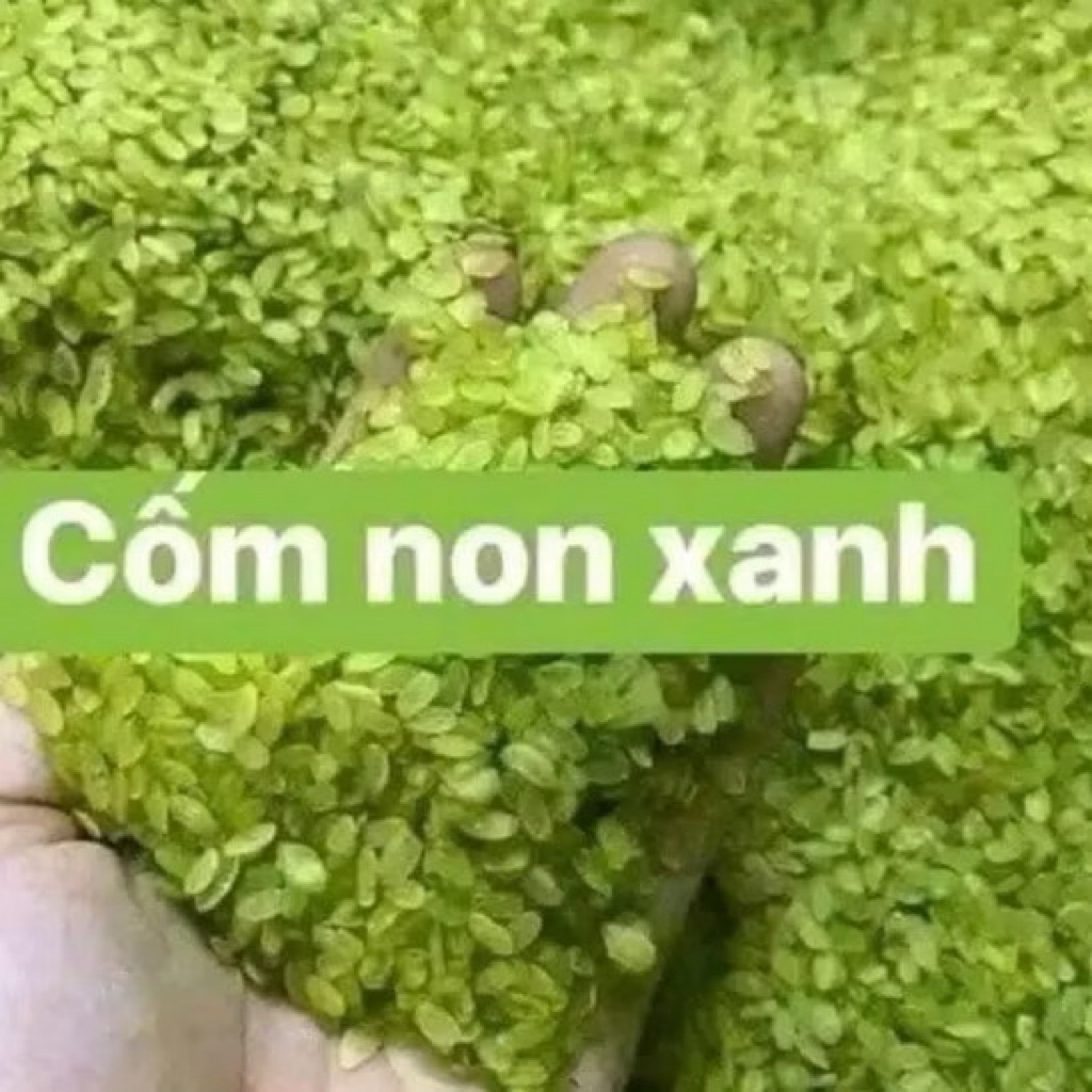 Set 500g Cốm xanh. Cốm xanh Hà Nội làm bánh cốm Hà Nội, cốm xào, xôi cốm hành phi dẻo dẻo, thơm ngon