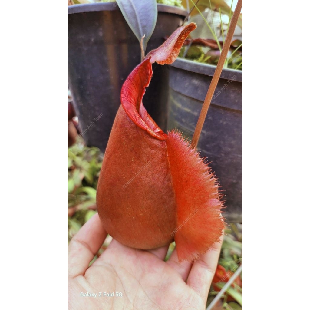 Cây nắp ấm Viking x Raff Red