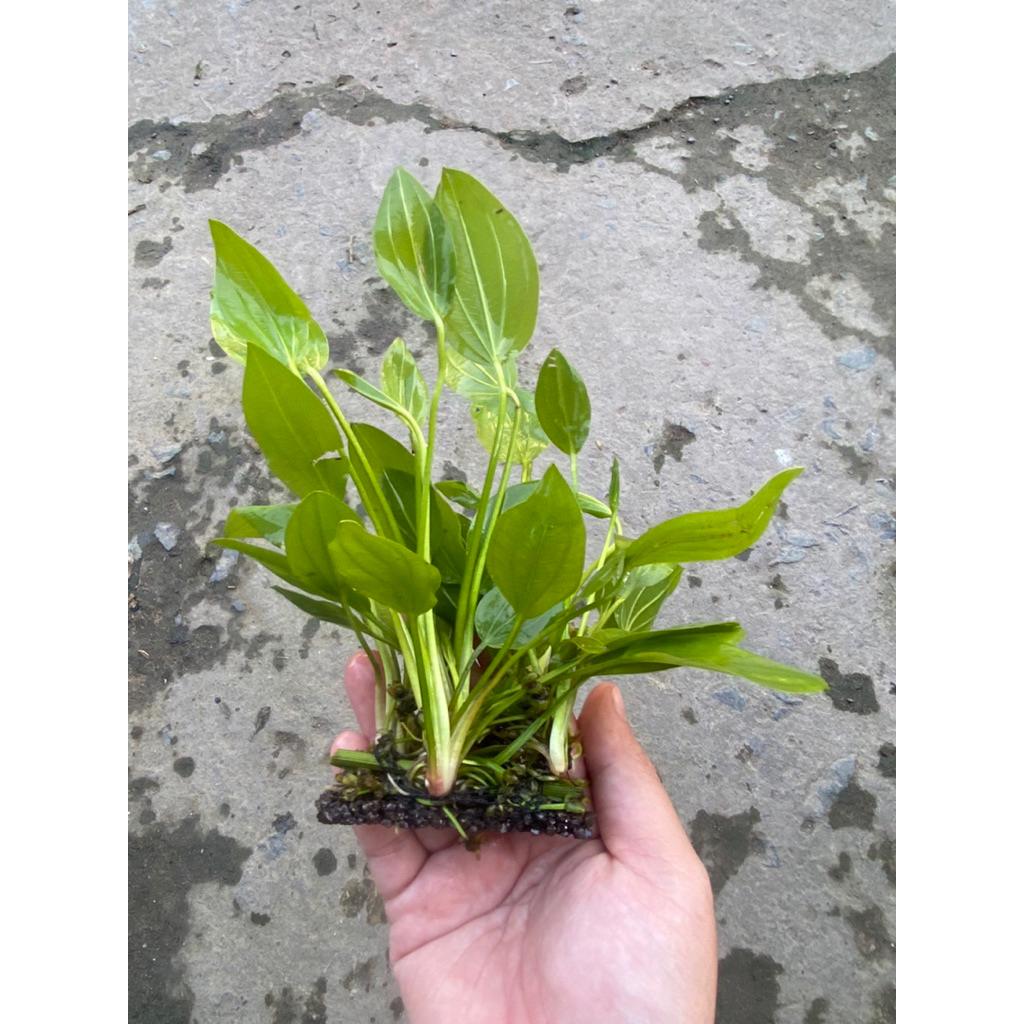 LAN NƯỚC giá thê napas ( chỉ ship mien Nam)