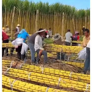 5 khúc mía vàng năng suất cao, có thể trồng làm giống
