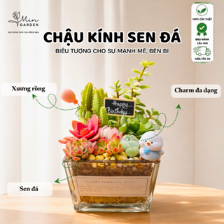Sen Đá Chậu Kính - Biểu Tượng Của Sự Bền Bỉ, Mạnh Mẽ - Phù Hợp Làm Quà Tặng Và Trang Trí - Min Garden