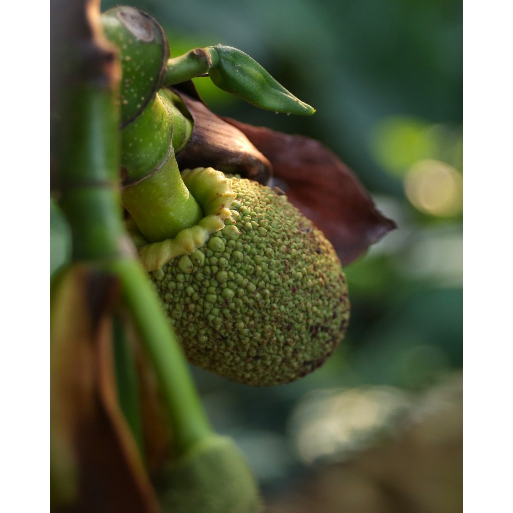 Lens Canon ef Sigma 28-80mm macro (Ống kính đẹp) - Ống kính Canon EF