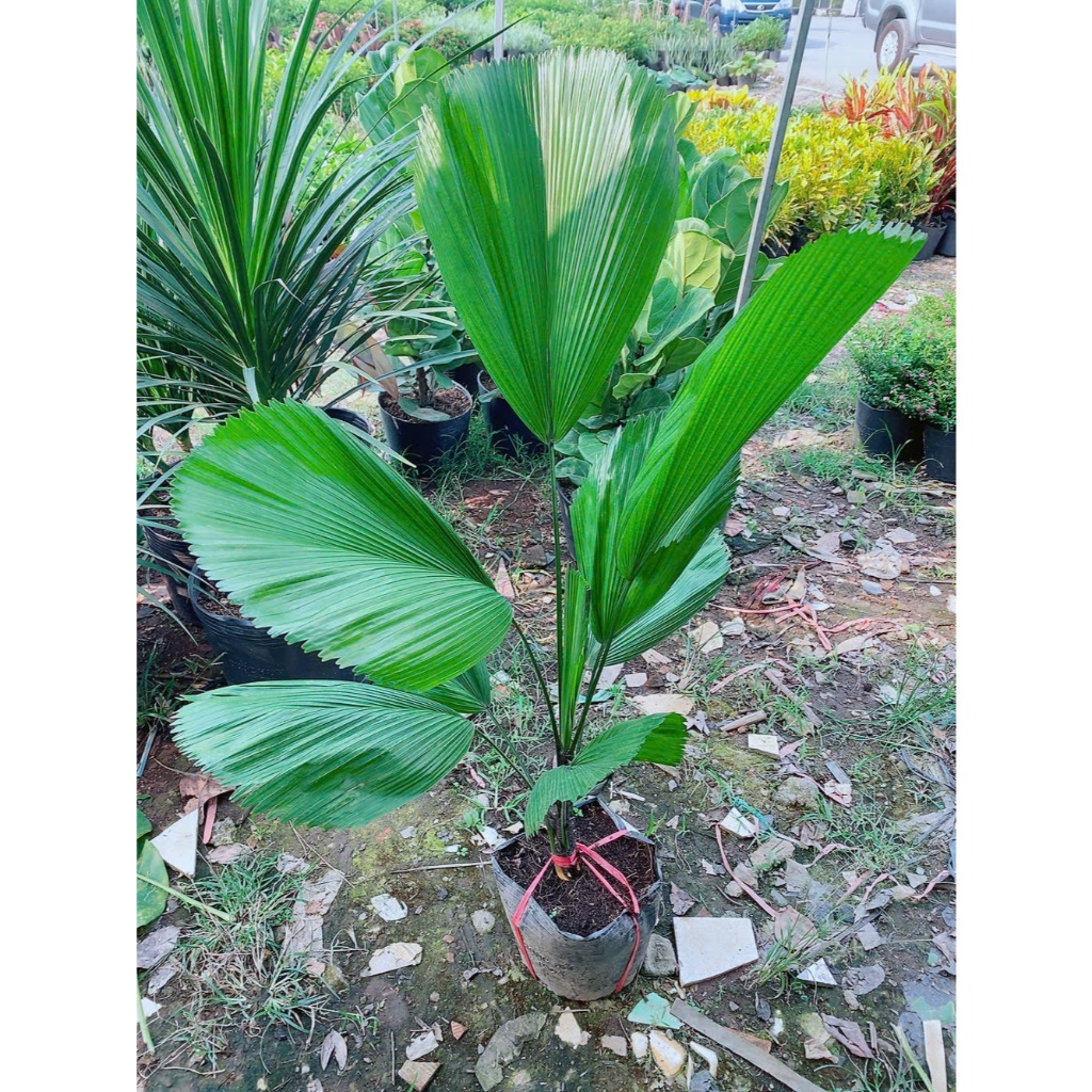 Cây Cọ Nhật (kẹ nhật)